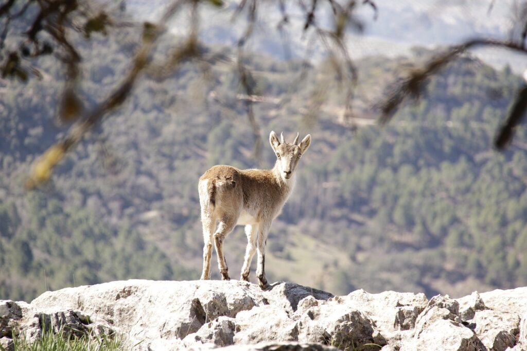 Alojamientos Nohal - Fauna Sierra de Cazorla